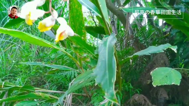 月桃妙用多 Alpinia zerumbet/Beautiful Galangal смотреть онлайн