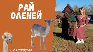 Олений питомник Пятигорска: Тайны природы