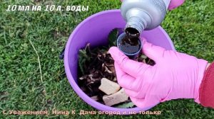 Огурцы Кормлю этим весь сезон и собираю Урожай вёдрами✅ Важная подкормка для Огурцов в Июле,Августе