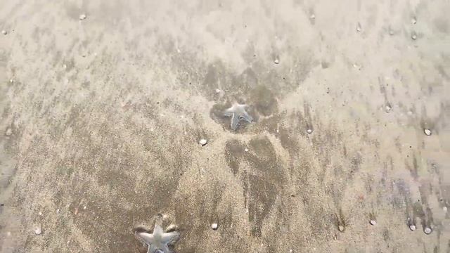 Пляж Мандрем, Гоа. Морские звёзды. Супердорогая хижина. Фрисби с тряпкой. Индия.
