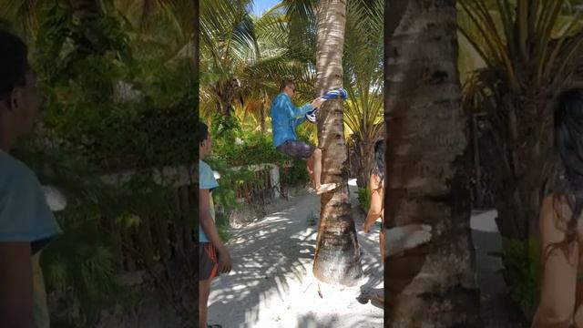 Занзибар - два способа залезать на кокосовую пальму