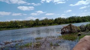 Рыбалка на реке Дон. Май. Раздача Чехони.