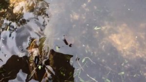 Раки сами ползут на берег,если насыпать .....