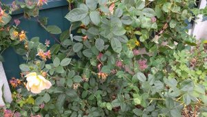 The Lark Ascending rose! My favourite.
