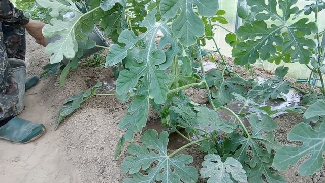 Вторая корневая подкормка арбузов в теплице.