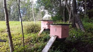Пчёлы псковская обл. пушкинские горы,пчеловодство.bees, apiary,honey,Russia,26.07.2020