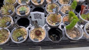 Выставка цветов в городе Екатеринбурге