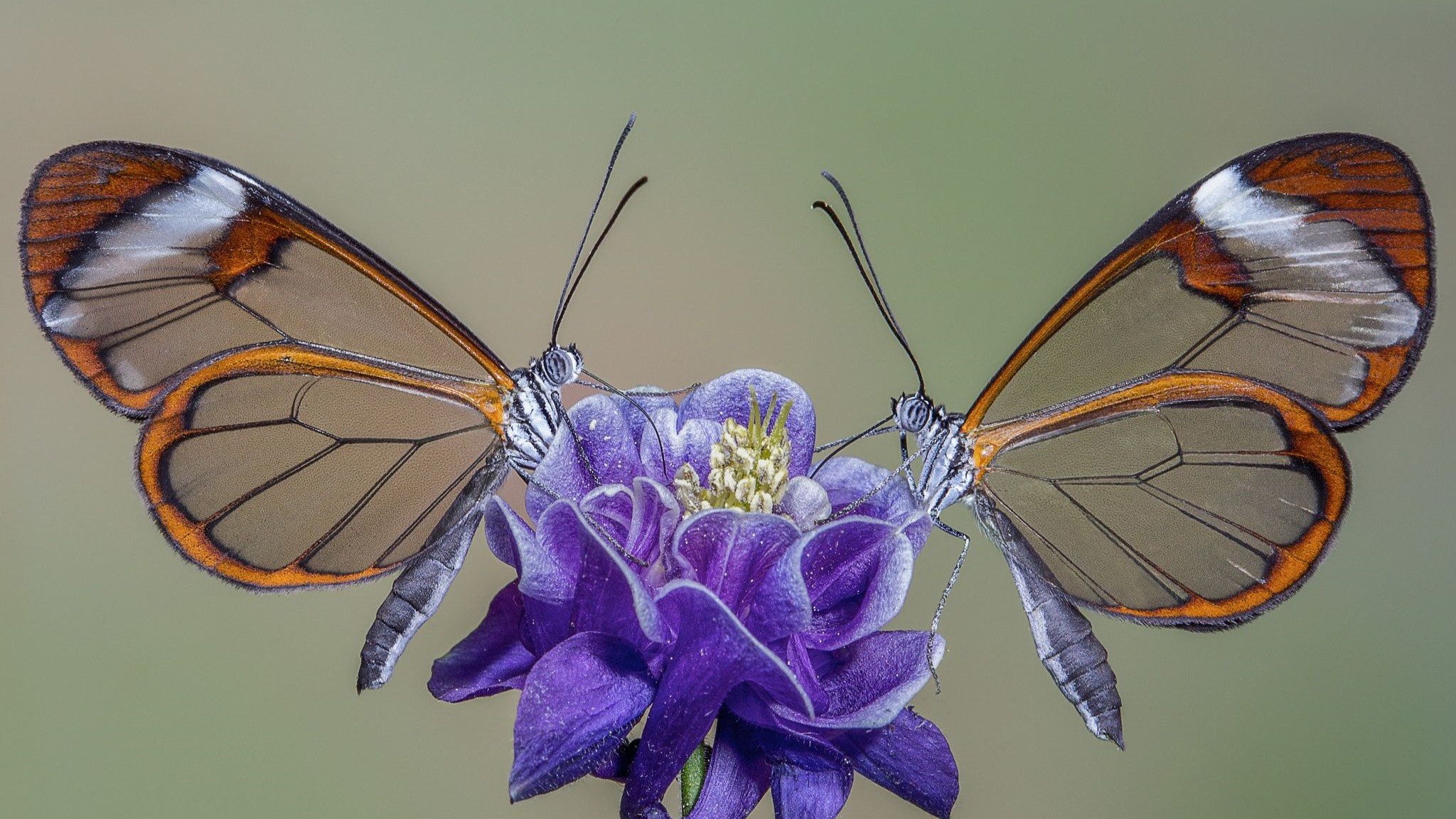 Красота и симметрия бабочек 3 класс проект