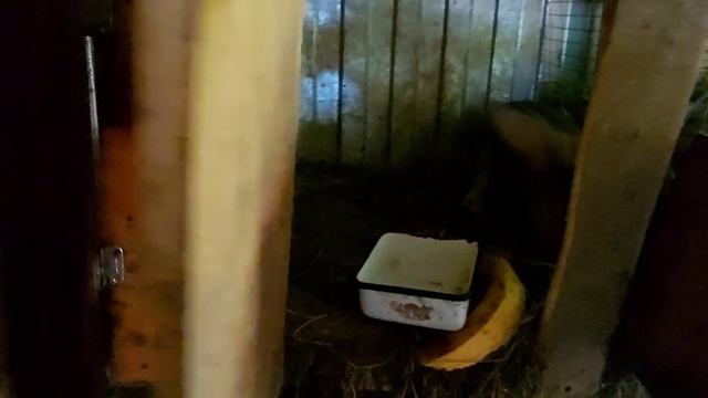 Разведение кроликов великанов цены на них и какие есть особи