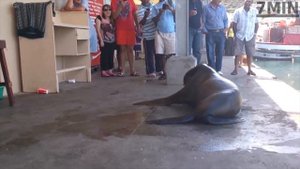 НЕ ЗЛИ МОРСКОГО ЛЬВА!! Морской лев атакует ? Sea lion attacking