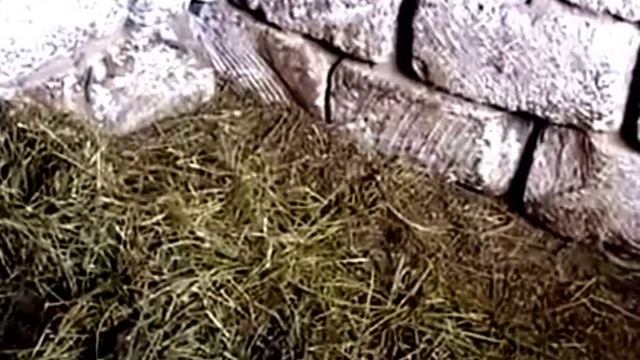 Вьетнамские свиньи.С чего начинать и как содержать?