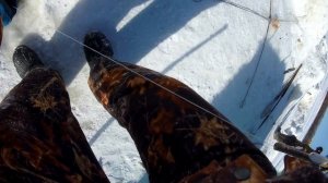 ХАПУГИ ТРЕЩАТ ОТ РЫБЫ!  Зимний лов сига и щуки. Зимняя рыбалка на Амуре
