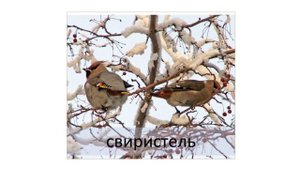 Зимующие птицы Ивановской области