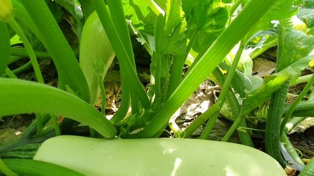 Кабачки гниют на кусте с носика - что делать? смотреть онлайн