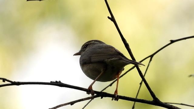 Голосистая пеночка Phylloscopus schwarzi / изучаем птиц / развивающее