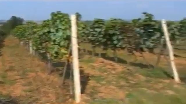 Сербия Праздник в Александровской Жупе - Их нравы смотреть онлайн