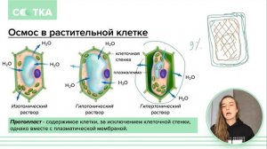 Плазмолиз и деплазмолиз за 5 минут | БИОЛОГИЯ ЕГЭ | СОТКА