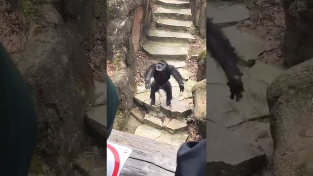 Gorilla at zoo Throws Poo On Grandma's Face.