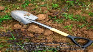 На какую глубину сажать картофель