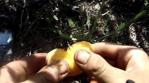 Сорт персика  Бельмондо 2015