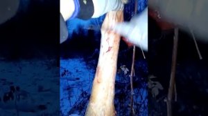 КАК ОБЕЗЖИРИТЬ ШКУРКУ КУНИЦЫ.