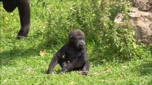 BABY GORILLA BOBÓTO ALMOST 8 MONTHS OLD