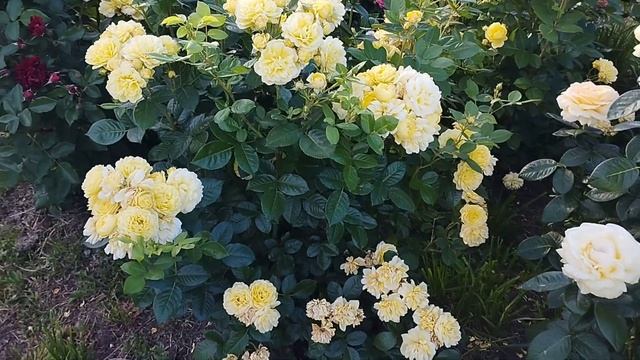 Французская красотка Анни Дюпрей смотреть онлайн