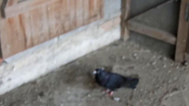 Голуби нашего детства Мрыхина Дмитрия Егорыча. смотреть онлайн