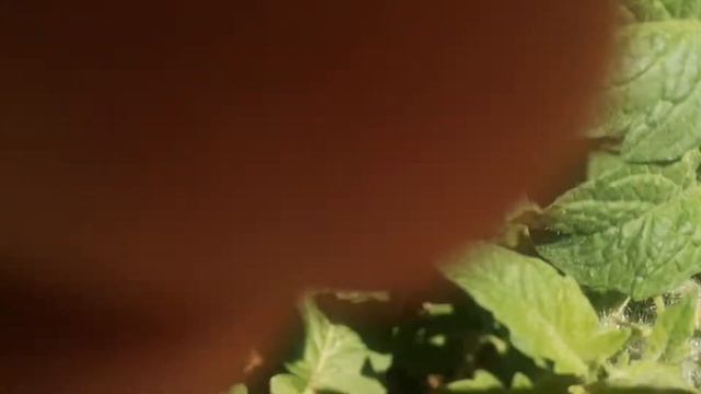 Летний салат из стручковой фасоли смотреть онлайн