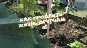Как продлить жизнь огурцам.Простой и не сложный способ .