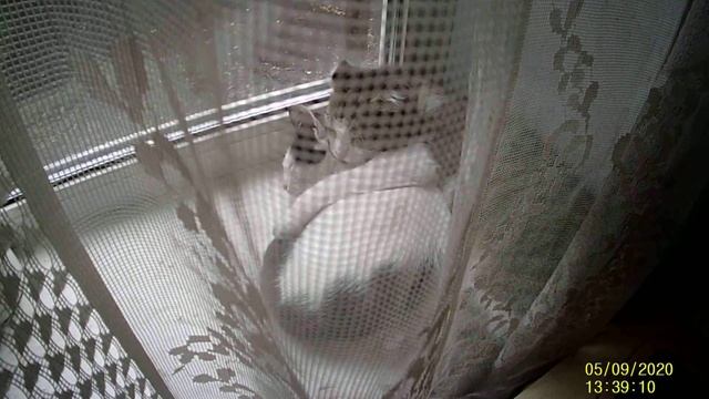 Мама кошка обняла котёнка.