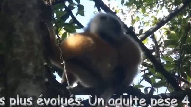 Les Lémuriens de Madagascar. Reserve de Mantadia. Indri-Indri et Sifaka. смотреть онлайн