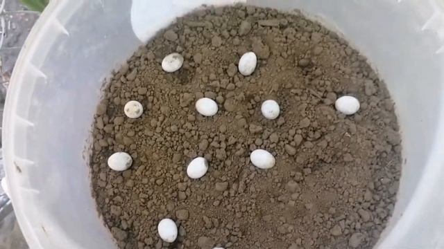 Вылупление яиц прыткой ящерицы ? ?#рекомендации смотреть онлайн