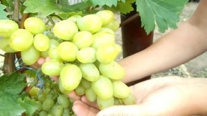 САМЫЙ СЛАДКИЙ ВИНОГРАД   АРКАДИЯ