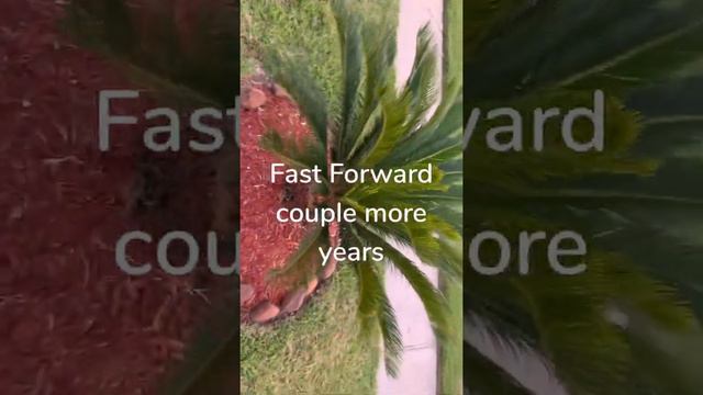 Life Cycle of a Palm Tree смотреть онлайн