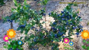 Голубика высокорослая Блю Кроп. Краткий обзор, описание характеристик vaccinium corymbosum Bliu Kro