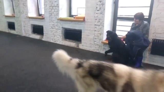 РОТВЕЙЛЕР ДЮША В ГОСТИНИЦЕ LUCKY DOG. Ч.3.воспитание и дрессировка собаки смотреть онлайн