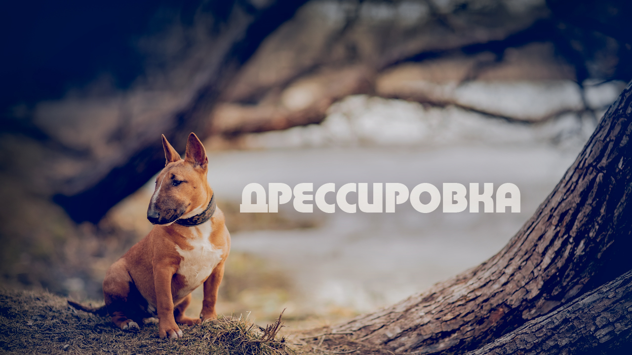 Минибультерьер Дан. Дрессировка.