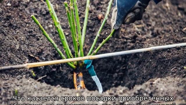 Роза Айс фо Ю смотреть онлайн