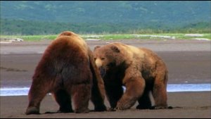 Человек - Гризли