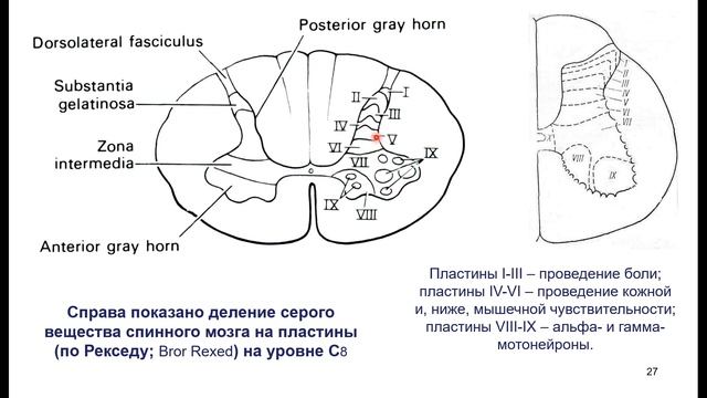 Дубынин В. А. - Мозг: как он устроен и работает - Лекция 2 смотреть онлайн