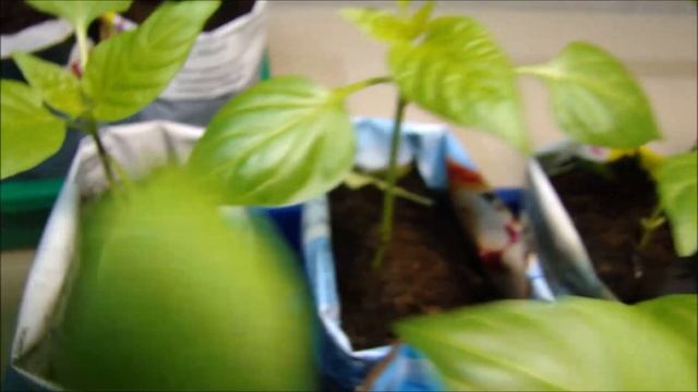 Уход за рассадой сладкого перца!