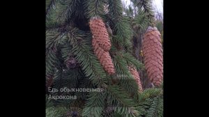 Ель обыкновенная Акрокона