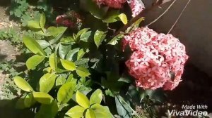 NO_24 How to care/grow/uses/IXORa coccinea/jungle geranium/Rugmini/perennial plant(in Hindi/Urdu