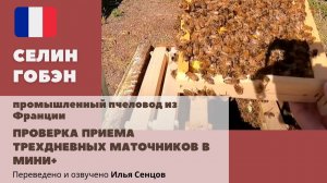 Проверка приема трехдневных маточников в Мини+ (Селин Гобэн, Франция)