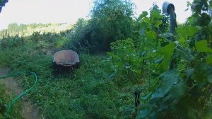 поливаем огород мотопомпой.