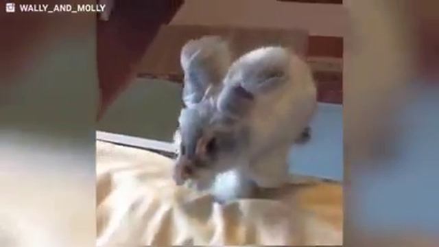 Кролик милое животное смотреть онлайн