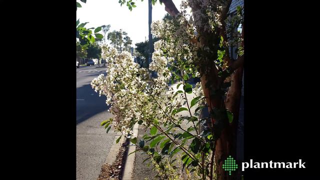 Lagerstreomia indica (Crepe Myrtle) at Plantmark Wholesale Nurseries смотреть онлайн