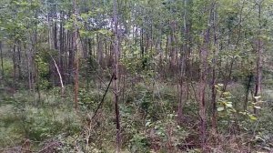 Когда и как заготавливают березовые веники?