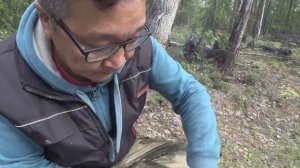 Грибной сезон в Якутии. Грибники-новички в лесу